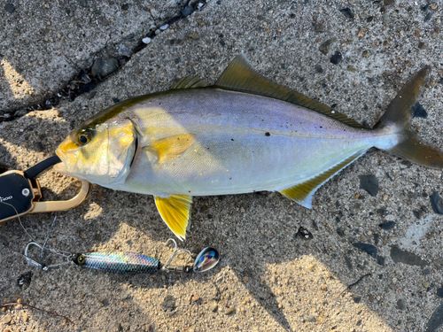 ネリゴの釣果