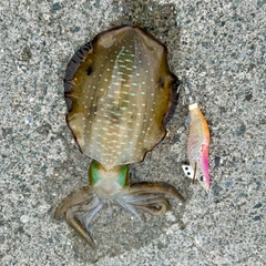 アオリイカの釣果