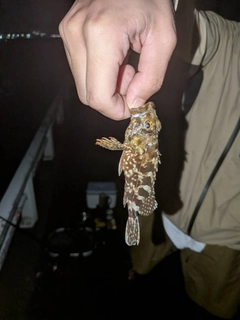 カサゴの釣果