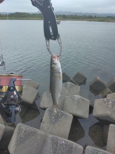 ウグイの釣果