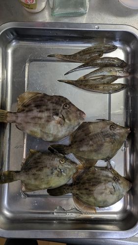 カワハギの釣果