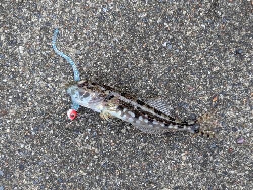 アサヒアナハゼの釣果