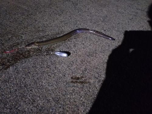 アナゴの釣果