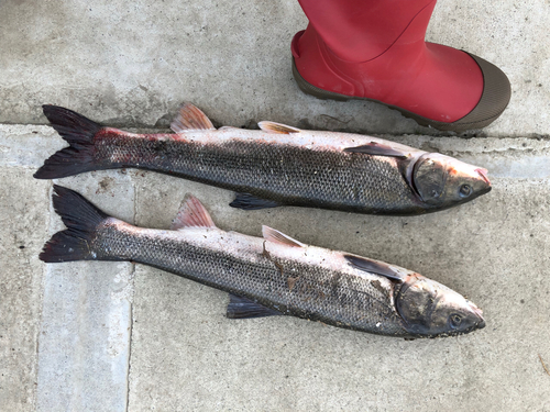 マルタウグイの釣果