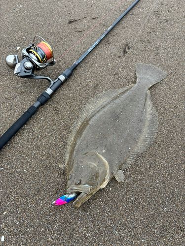 ヒラメの釣果
