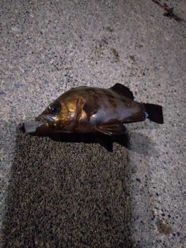 アカメバルの釣果