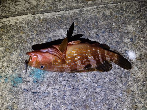 キジハタの釣果