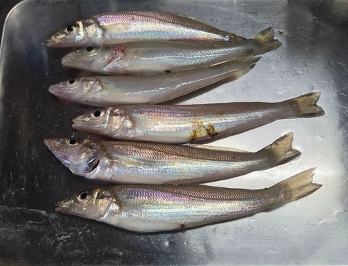 シロギスの釣果
