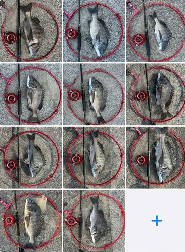 チヌの釣果