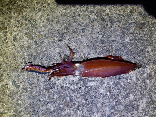 ケンサキイカの釣果