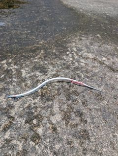 ダツの釣果