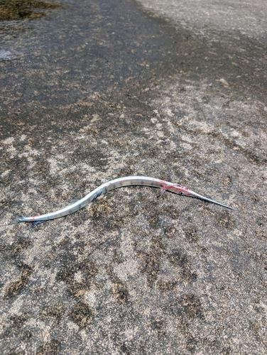 ダツの釣果