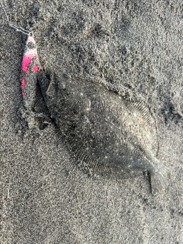 ソゲの釣果
