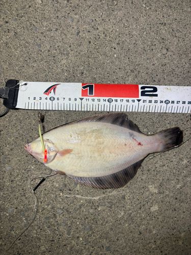 クロガシラガレイの釣果