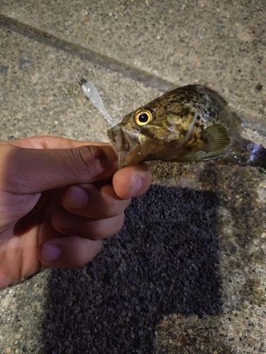 クロソイの釣果