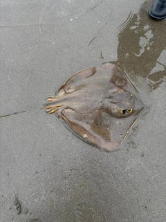アカエイの釣果