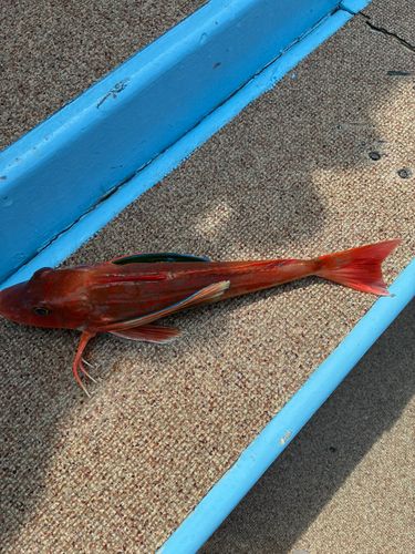 ホウボウの釣果