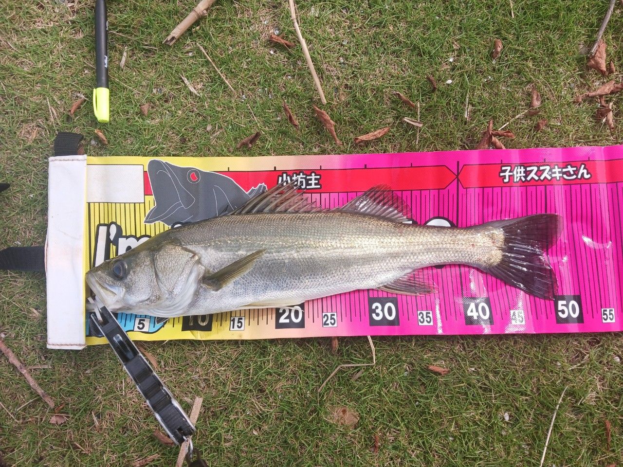 SHIMANO 17エクスセンス ∞ (インフィニティ) S906M/RFの最安値