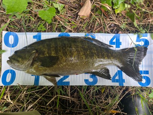 スモールマウスバスの釣果