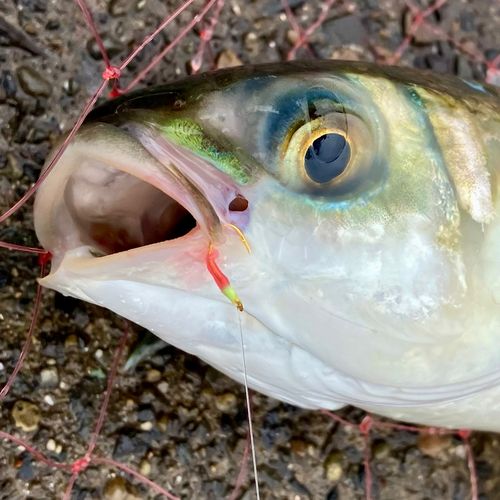 ボラの釣果