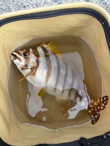 タカノハダイの釣果