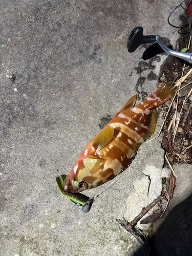 アカハタの釣果