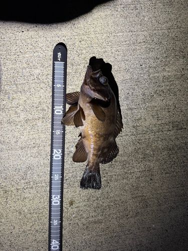 メバルの釣果