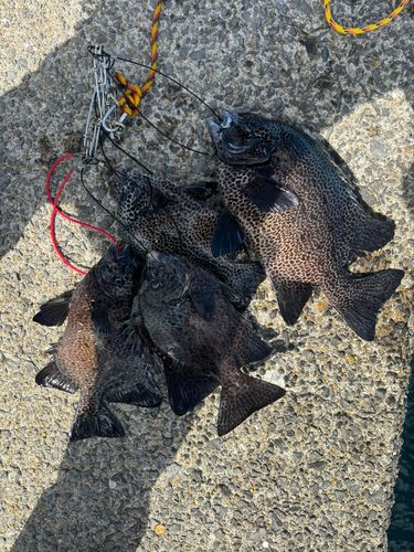 イシガキダイの釣果