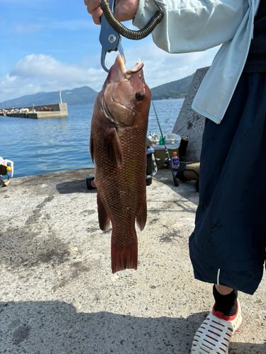 コブダイの釣果