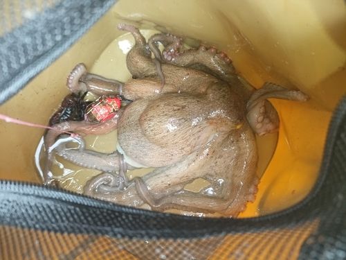 タコの釣果