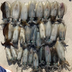 モイカの釣果