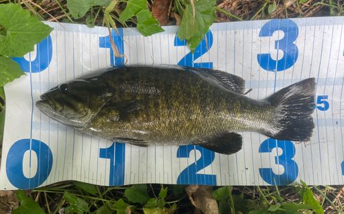 スモールマウスバスの釣果