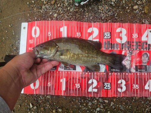 スモールマウスバスの釣果