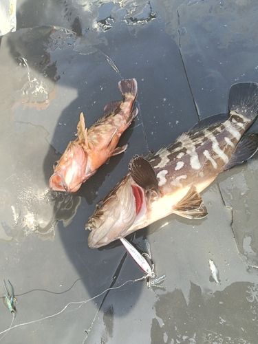 クエの釣果