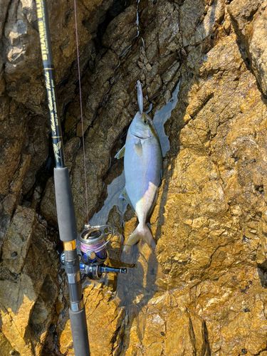 ネリゴの釣果