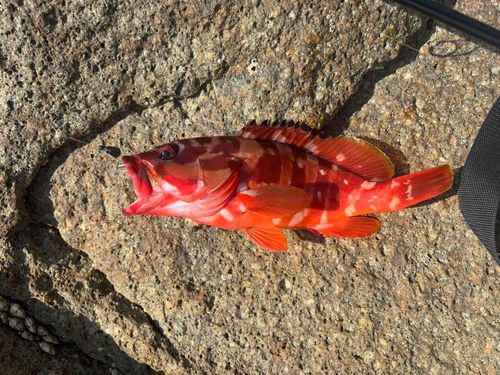 アカハタの釣果