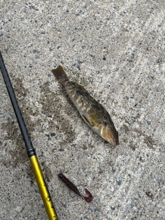 アイナメの釣果