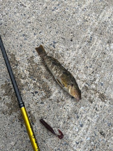 アイナメの釣果