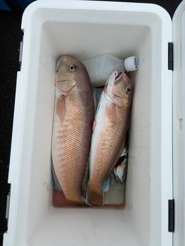シロアマダイの釣果
