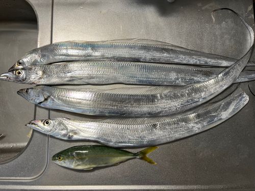 タチウオの釣果