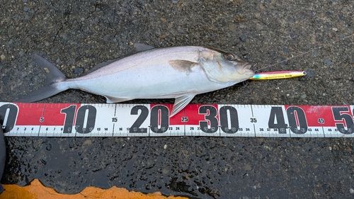 カンパチの釣果