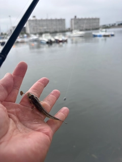 マハゼの釣果