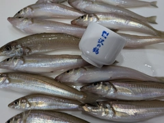 キスの釣果