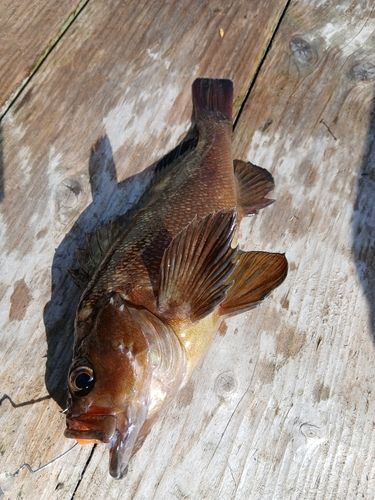 ガヤの釣果