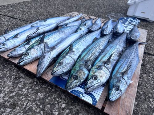 サワラの釣果
