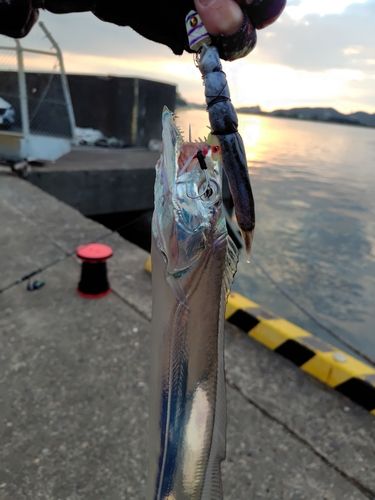 タチウオの釣果