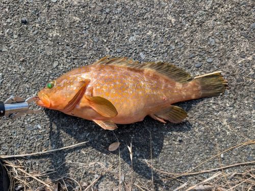 アコウの釣果