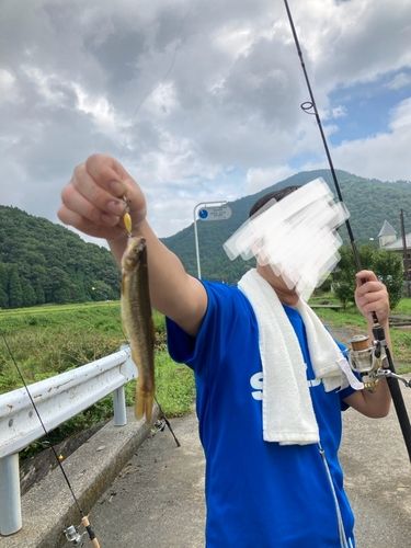 アブラハヤの釣果