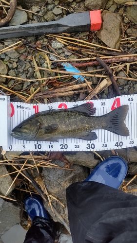 スモールマウスバスの釣果