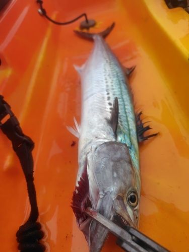 オオモンハタの釣果